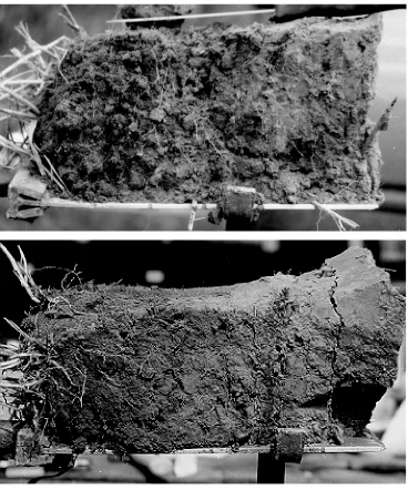 Figure 11. Soil samples (0-30 cm) from dairy farming cropping system soil with grass ley(DFG(2)) (Winter wheat in CCC) were in early maturation stage (i.e., growth stage 81 and 79,and 16.9 mtop) and continuous cash cropped  (CCC)(bottom) ready for spade an