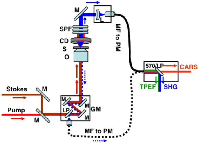 Figure 1. Schematic diagram of the multimodal microscope setup. M, mirror; LP, long pass dichroic mirror; GM, galvano mirrors; O, objective;