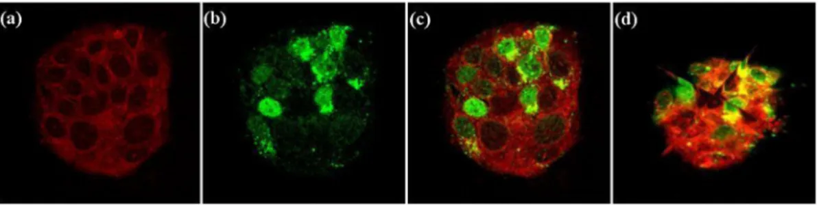 Figure 4. (a) comparison of CARS images at t = 20 min (Red) and t = 120 min (Blue) showing the morphology change of the cells because of the shrinkage of the cells under Dox effect