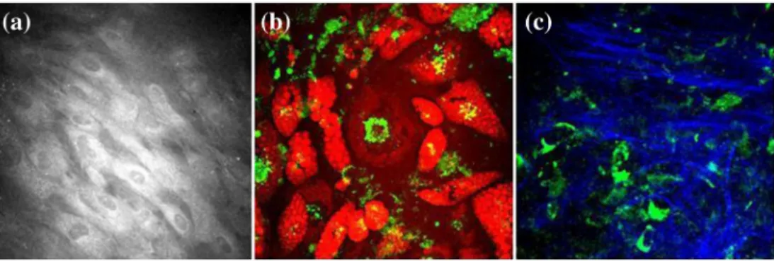 Figure 7. (212  212 mm) multimodal images of ADSC cells induced towards adipocytes and osteoblasts at day 14 post-induction showing changes in cell morphology and the appearance of functional markers such as lipid droplets (for adipocytes), ﬁbrous collage