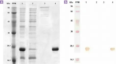 Figure 2: (a) Purification of rAcr protein: SDS-PAGE analysis of rAcr protein, purified by IMAC