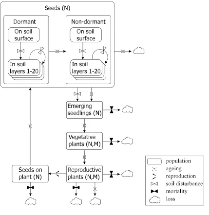 Figure 1. Weed life stages and processes included in the model. The population density of different life stages is kept in either individuals per m2 (N) or in biomass dry-weight per m2 (M).