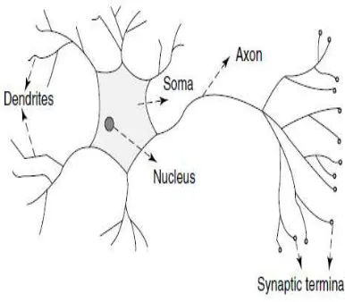 Figure 1. The mammalian neuron. 