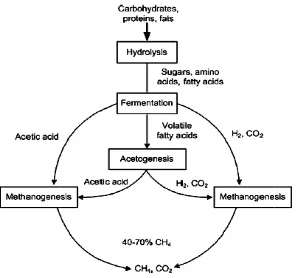 Figure 1. Stages of Anaerobic Digestion[2]
