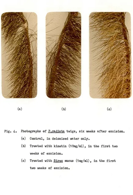 Fig. 4. Photographs of P.radiata twigs, six veeks after excision. 