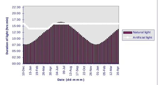 Figure 2.  An example of a possible step-down light programme for applying during rearing in December-hatched organic  pullets  