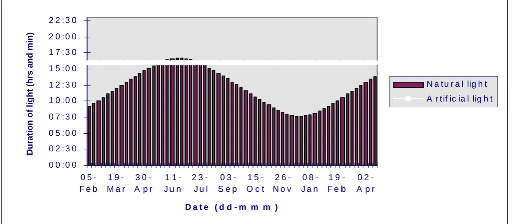 Figure 3.  An example of a step-down light programme for application during rearing in February-hatched conventional  pullets  