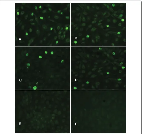 Figure 2 The DNA clones were infectious when transfected in PK-15 cells in vitro. The cells were stained with polyclonal antibody to thePCV1 (A and B) or PCV2 (C and D) capsid protein