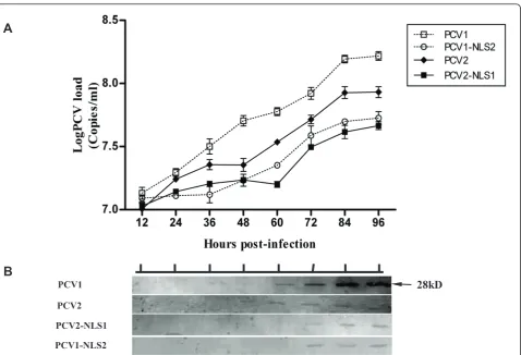 Figure 5 Synchronized PK-15 cells were infected with viruses all at an MOI of 0.1. (A)The virus loads for PCV1, PCV2, PCV1-NLS2 and PCV2-NLS1 in cell cultures at each time point were determined by real-time PCR based on PCV1 or PCV2 ORF2 gene