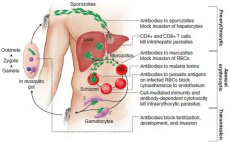 figure 11 Pathophysiology  