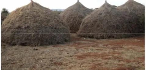 Figure 1. Hay Making Practice in Higo Kebele. Source: [10]. 