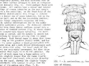 FIG. 4 - A. aestuaPinus. ~, 