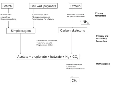 Figure 1.2: Microbial fermentation in the rumen. Microbes digest feed to simple monomers, which in turn are utilised by both primary and secondary fermenters