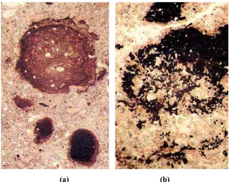 Figure 1. Forms of iron (a) and manganese (b) compounds in soils, nic.II. 