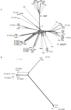 Figure 4.1: Figure A shows the phylogenetic relationship based on theirisolates analysed with the Biolog Phenotypic microarrays.rMLST proﬁle of 46 Campylobacter jejuni and C