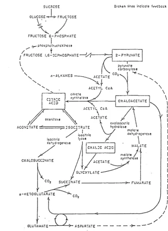Figure 3 Metabolic pathways of citric acid cycle (Milsom 