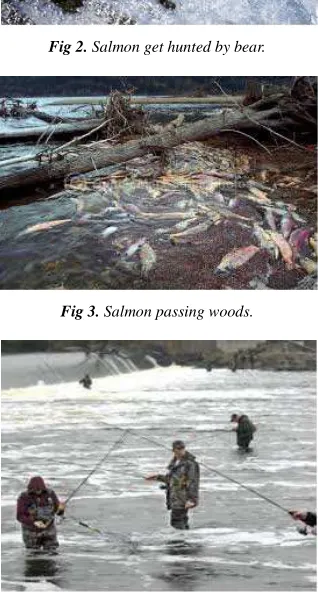 Fig 2. Salmon get hunted by bear. 
