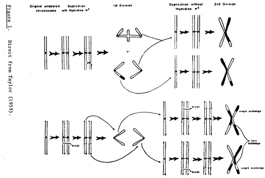 FIGURE 4. chromosomes after one duplication in thymidine-Hexchanges between two of the four DNA sub-units of sister chromatids