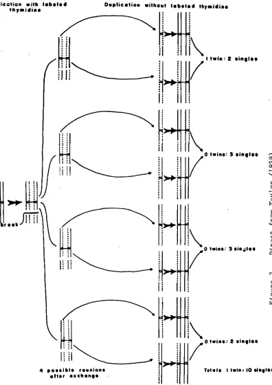FIGURE 5. Diagram to show the expected frequency of single and twin exchanges if the two sub-units of each chromatid are 