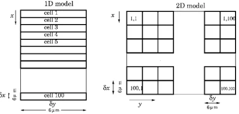 FIG. 2. The division of the surface into cells. Left: 1D cell model. Right: 2Dmodel.