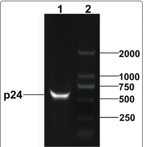 Figure 2 The SDS-PAGE analysis of recombinant p24 proteinLane M, Protein molecular marker; Lane 1, E.coli BL21(DE3) wholecell harboring pQE30-p24 after induction with IPTG (about 24 kDa);Lane 2, E
