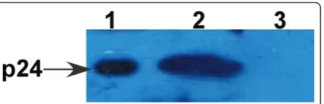 Figure 6 Antibody specificity of mouse sera immunized withthe recombinant p24 protein