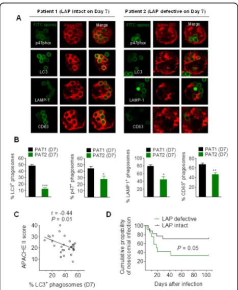 Fig. 25 (abstract P36). LAP blockade occurs in a selective group ofsepsis patients. (A,B) Quantification of LC3+ phagosomes and otherphagosome biogenesis markers in primary human monocytes stimulatedwith A