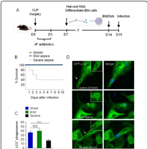 Fig. 27 (abstract P36). Proposed model on the mechanism ofLAP defects and phagocyte dysfunction in patients with sepsisimmunosuppression
