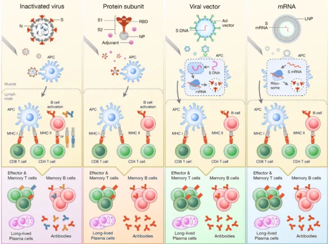 Figure 2. Comparison in immunogenesis of each vaccine platform. Natural infection, (shown in Figure 1), via ACE2-mediated  cellular infection and APC presentation, produces wide variation of immunogenicity with multivalent antibodies—shown as  red for anti