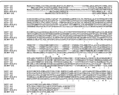 Figure 1 Amino acid sequence comparison between theputative proteins encoded by DEV UL16 and it homologs:HSV-1 UL16, VZV ORF44, EBV BGLF2, and HCMV UL94.Sequences were aligned with the Clustalx1.8 software