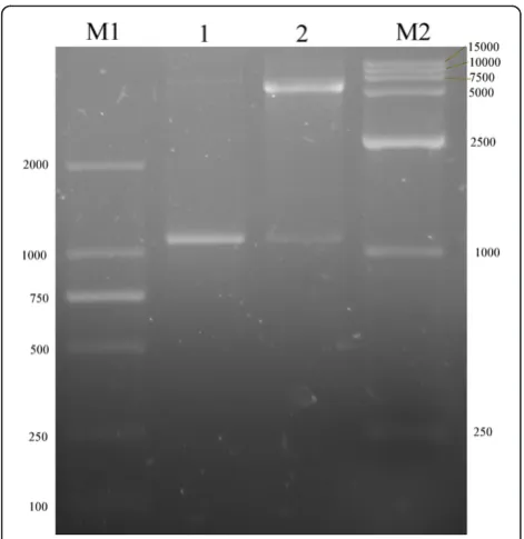 Figure 3 SDS-PAGE analysis of the expression results ofrecombinant plasmid pET32b-UL16 in different temperaturefrom Rossetta(DE3)