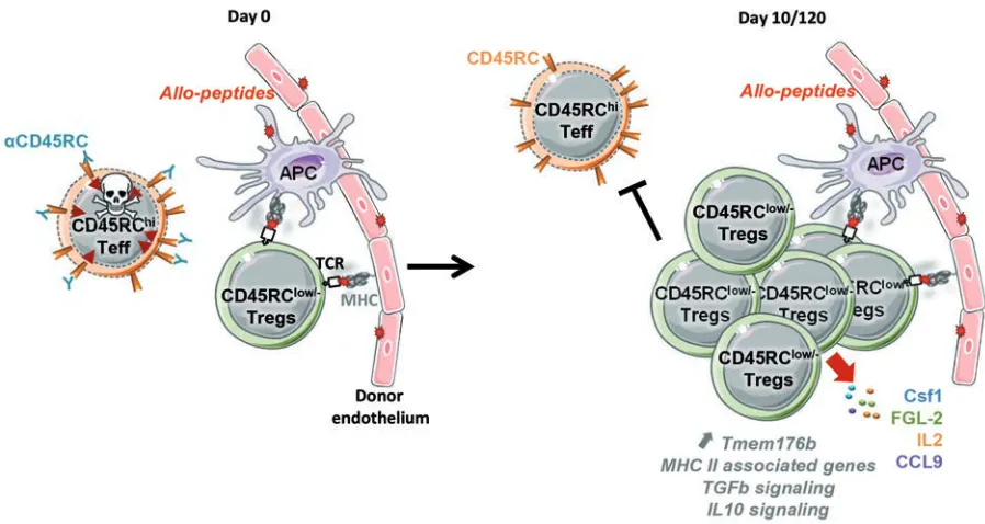 Figure 8. Mode of action of anti-CD45RC mAb treatment in a model of organ transplantation