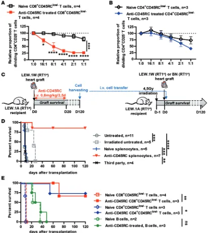 Figure 4. Transient anti-CD45RC mAb treatment results in long-term dominant tolerance mediated by CD8+LEW.1A naive or day-120 anti-CD45RC–treated CD8resentation of adoptive cell transfer from day-120 tolerant transplanted-treated recipients to newly grafte