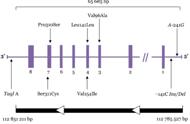 Figure  1: Dopamine D2 receptor gene (DRD2) structure and polymorphisms studied. Boxes represent exons; horizontal lines connecting boxes represent introns, promoter, and untranslated regions