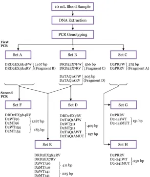 Figure 2: Schematic chart of SNP genotyping of DRD2 polymorphisms using a nested allele-specific multiplex PCR.