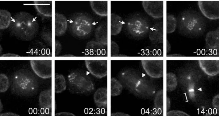 Figure 1. Polo::GFP dynamics during cell division. Selected images from time-lapse recordings of Drosophila S2 cells expressing a Polo::GFPtransgene