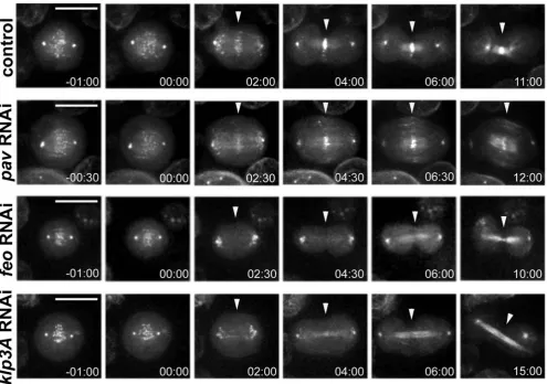 Figure 2. Polo::GFP does not localize to the spindle midzone after depletion of Feo or Klp3A