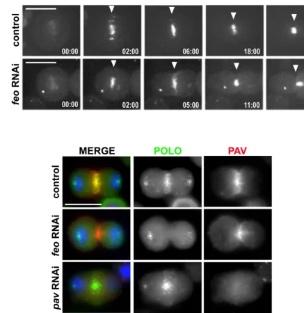 Figure 3. feo RNAi specifically disrupts Polo localization to the spindle midzone. (A) Pav::GFP accumulates to the spindle midzone afterRNAi)