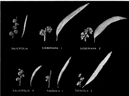 FIG. 2.-Leaves and umbels of fruit from the open pollinated seed parents used in tbe progeny tests