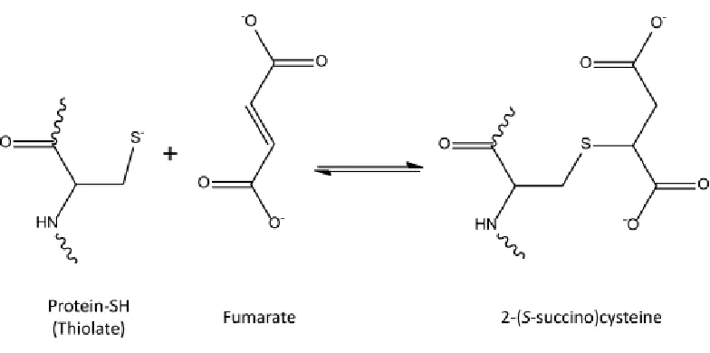 Figure 1.2: Formation of 2-(S-succino)cysteine (2SC). The reaction of fumarate with 