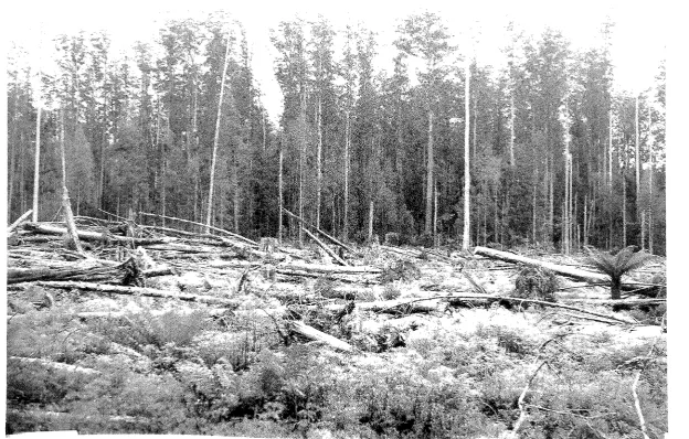 Fig. 2. 750ft. 2. Seed-trapping area Road 11, Florentine Valley. regnans 250 ft. high, are from camera
