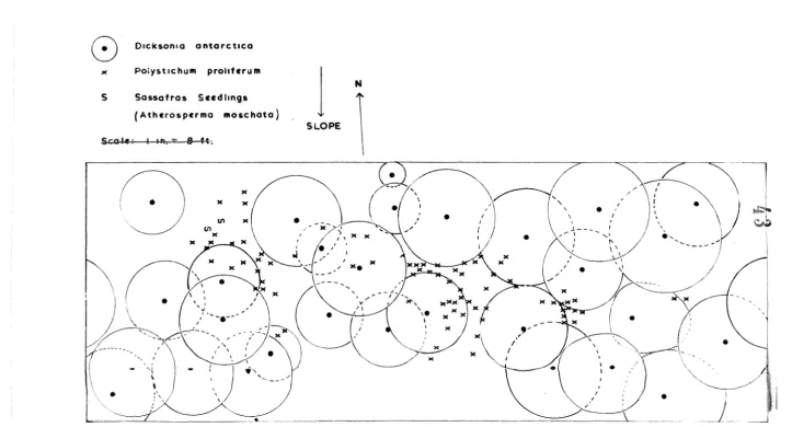 Fig.1.12: Transect mforest depicted in Figure 1.-11. Plot 32ft. x 