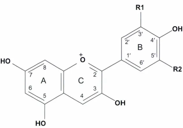 Table 1.1: Substitution on the B-ring of anthocyanins. 