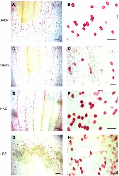 Figure 3.2: Induction E show the biolistic blast (pPN44) transcription factors in cymbidium petal/sepal tissues