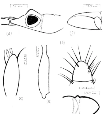 FIG. 1).-.. /istacilla den('cnlL femalE'. (fl) Dor~al view of pleon. (I)) Outer surfacE' of dactylns of left first pcreiopod