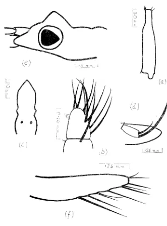 FIG <1.~-!Lc;t.adlla /JI(£(;({lIis]liHO.';(1, fenwle. (aJ Latera1 view of J Vt.h pereion segmenL (h) Inner slll'fa("(-;' of dactylus of h~ft first pereiopod
