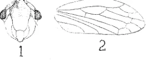 Fig. Fig. 3.~Jassus indicus, head. 4.-Jassus olitorius, head and prothorax. Fig. 5.~J
