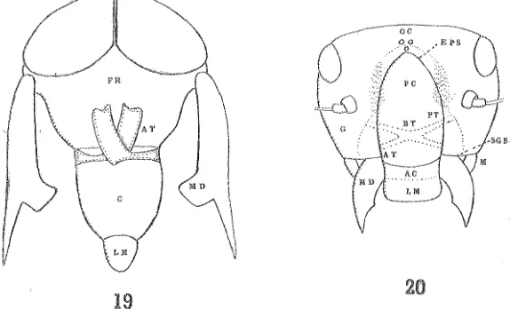 FIG. 19.--- Diagram of the head-capsule of Allonuu:hiUs frouyatti. Ji'IG. 20.·--Hcad o.f M11opsocus nu;;i,Tnlis