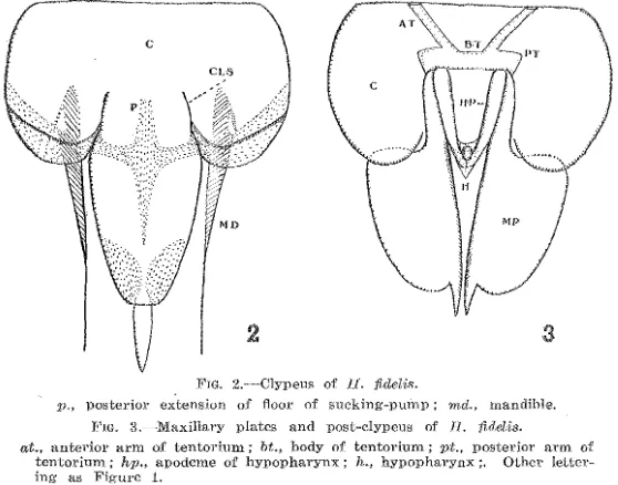 FIG. 3.- -Maxillary plates and post-clypeus of H. fide/is. 