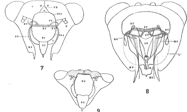 FIG. 7.~--sa., apodeme  Diagram of the head of a cincada in facial aspect. gs., genal suture; l., lorum